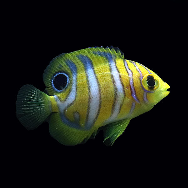 Regal Angelfish SM