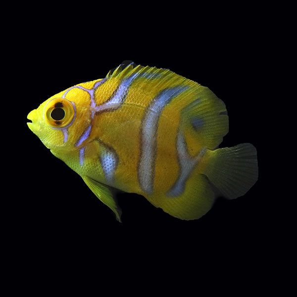 Regal Angelfish SM