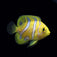 Regal Angelfish SM
