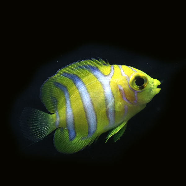 WYSIWYG Bali captive bred Misbar Regal Angelfish 4