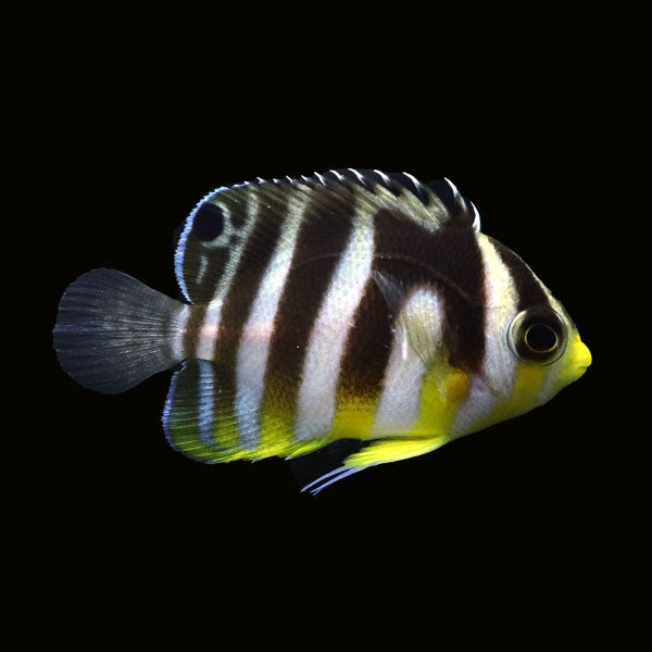 WYSIWYG Bali captive bred Misbar Multibar Angelfish 1