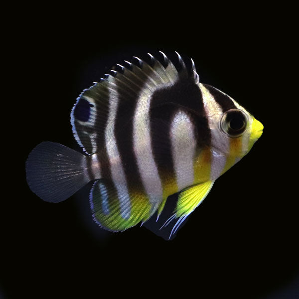 WYSIWYG Bali captive bred Misbar Multibar Angelfish 2