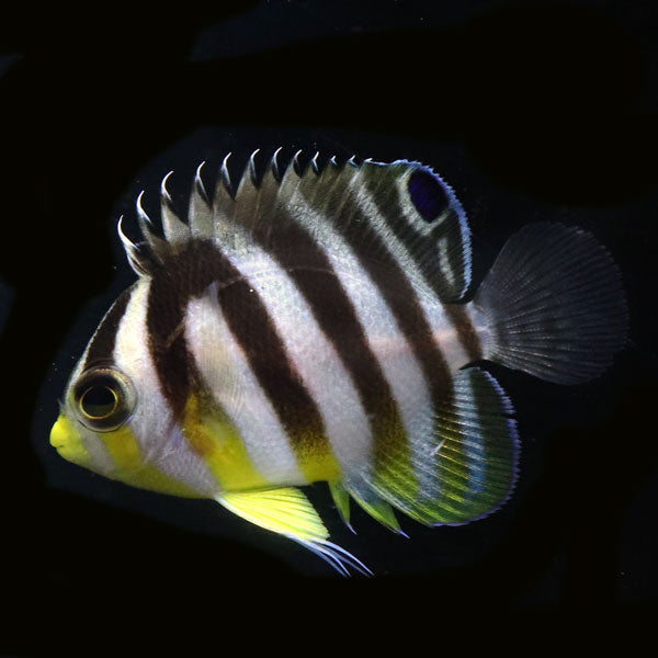 WYSIWYG Bali captive bred Misbar Multibar Angelfish 3