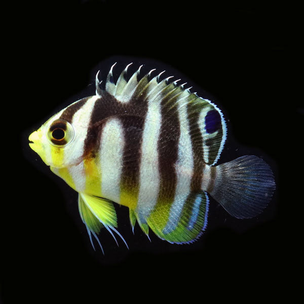 WYSIWYG Bali captive bred Misbar Multibar Angelfish 4