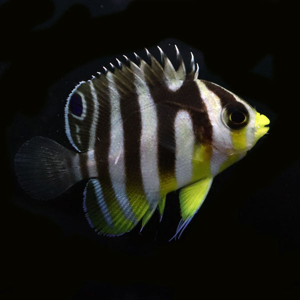 WYSIWYG Bali captive bred Misbar Multibar Angelfish 5