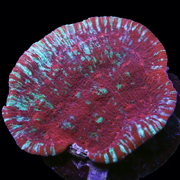 Red Chalice Coral