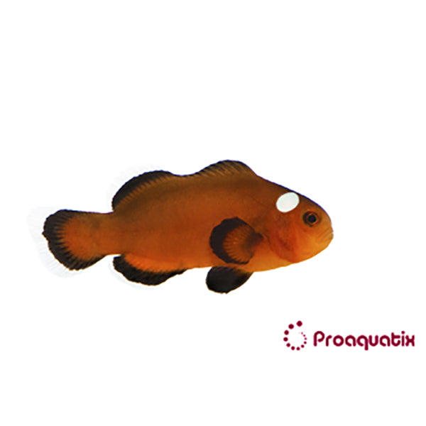 Mocha Domino Clownfish Proaquatix
