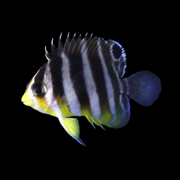 WYSIWYG Bali captive bred Misbar Multibar Angelfish 1