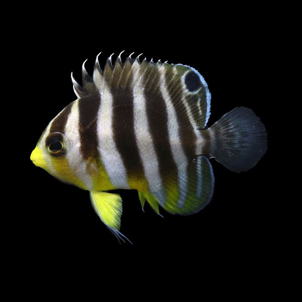WYSIWYG Bali captive bred Misbar Multibar Angelfish 2