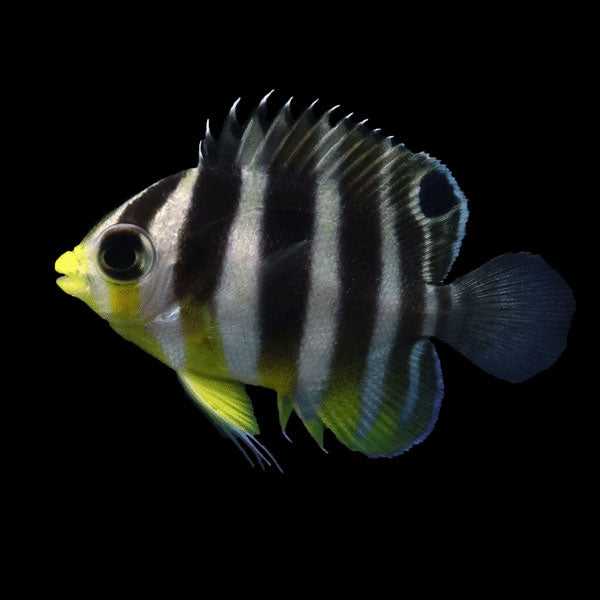 WYSIWYG Bali captive bred Misbar Multibar Angelfish 3