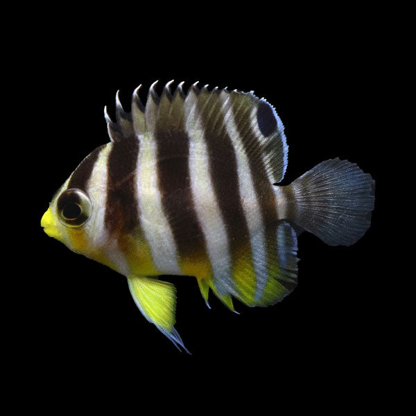 WYSIWYG Bali captive bred Misbar Multibar Angelfish 4