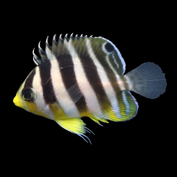 WYSIWYG Bali captive bred Misbar Multibar Angelfish 5