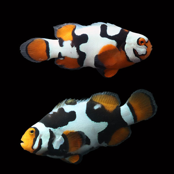 WYSIWYG Bali captive bred Nebula Clownfish Pair 1