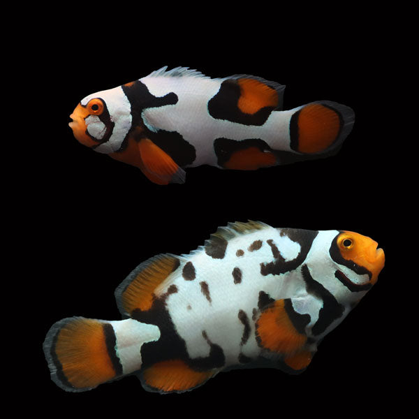 WYSIWYG Bali captive bred Nebula Clownfish Pair 1