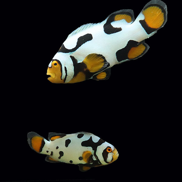 WYSIWYG Bali captive bred Nebula Clownfish Pair 2