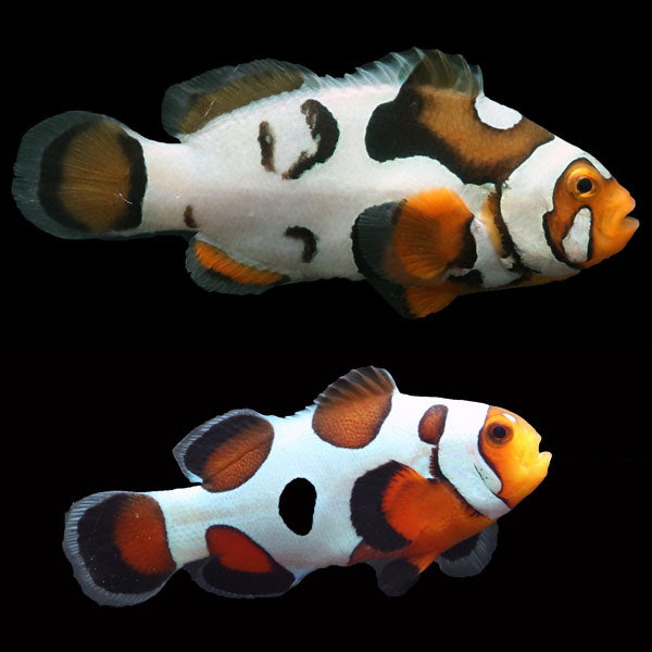 WYSIWYG Bali captive bred Nebula Clownfish Pair 2