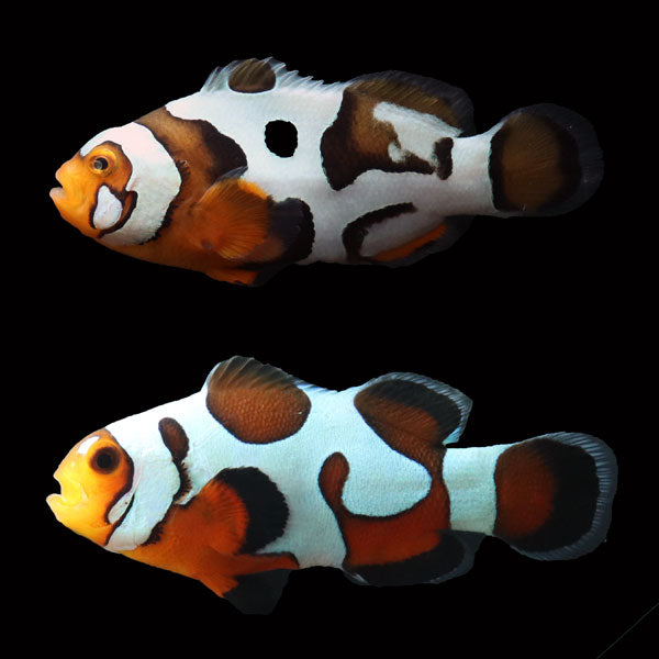 WYSIWYG Bali captive bred Nebula Clownfish Pair 2