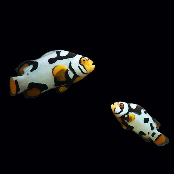 WYSIWYG Bali captive bred Nebula Clownfish Pair 2