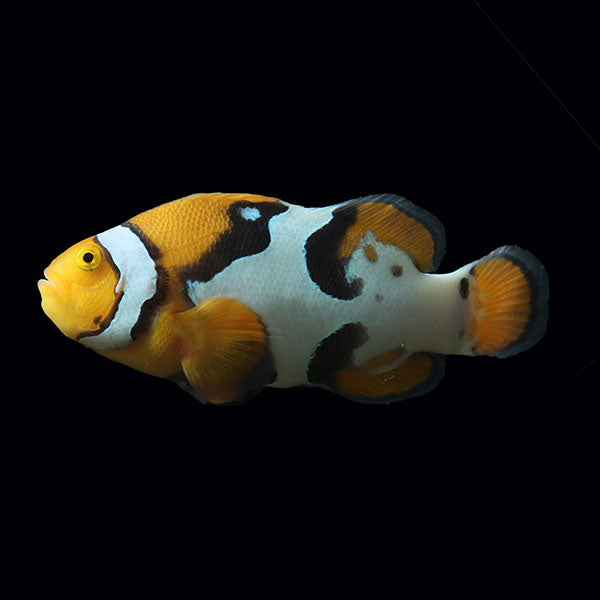 WYSIWYG Bali captive bred Nebula Clownfish Pair 2
