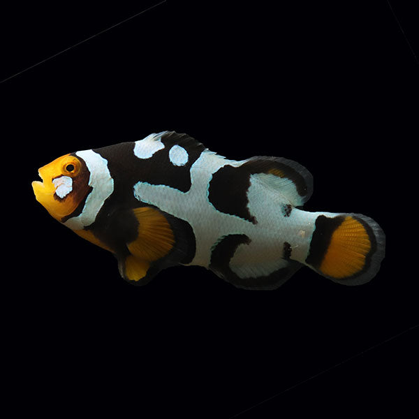 WYSIWYG Bali captive bred Nebula Clownfish Pair 2