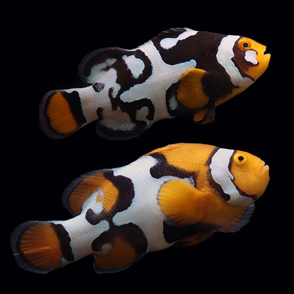 WYSIWYG Bali captive bred Nebula Clownfish Pair 2