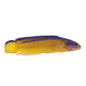 Neon Dottyback (Proaquatix) Friday Delivery