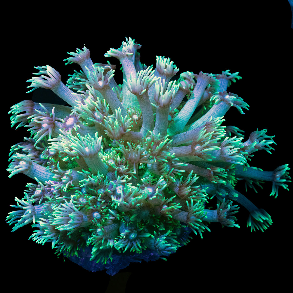 Lagoon Glow Goniopora frag
