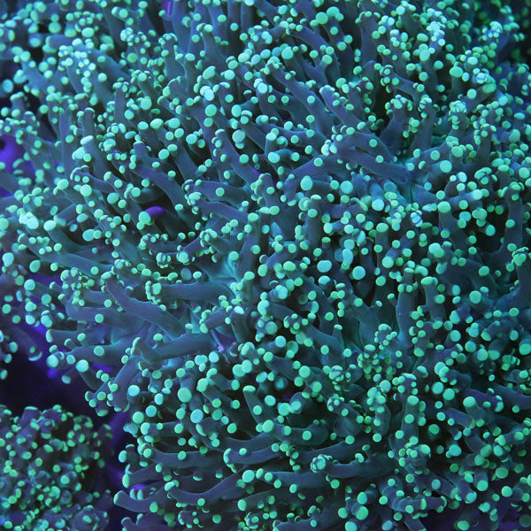 Neon Green Frogspawn