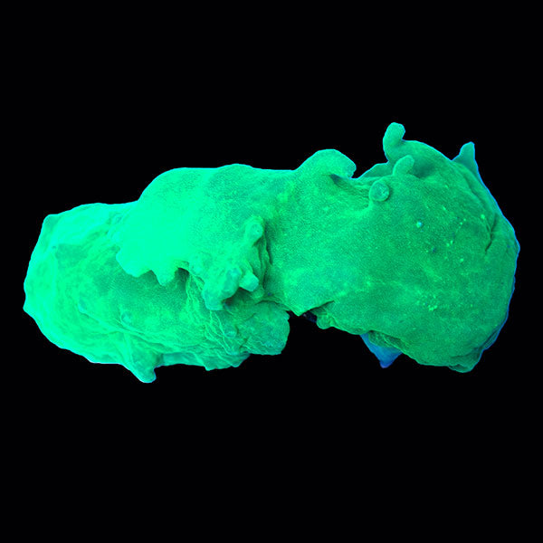 Cabbage Leather Frag