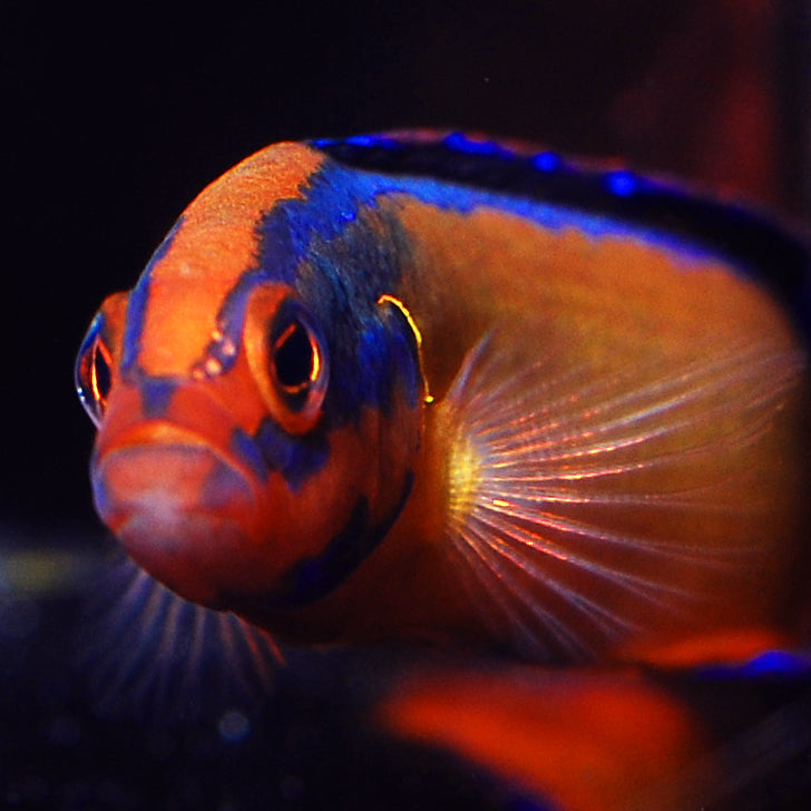 Neon Dottyback The Biota Group