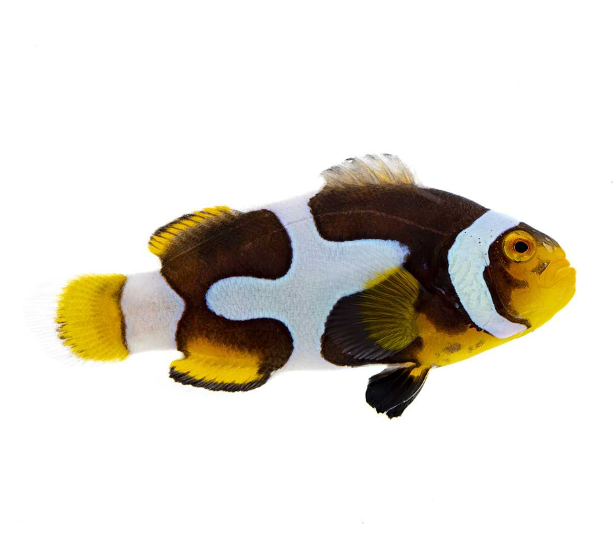 Onyx Picasso