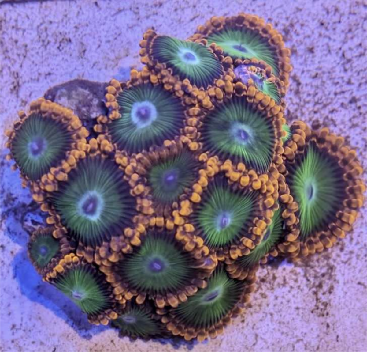 Oompa Loompa Zooanthid Frag