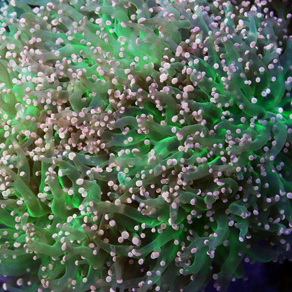 Orange & Green Frogspawn