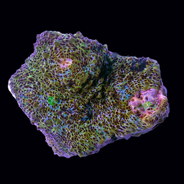 Biota Orange Chalice frag