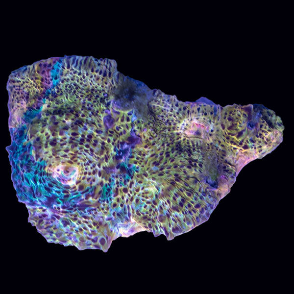 Biota Orange Chalice frag