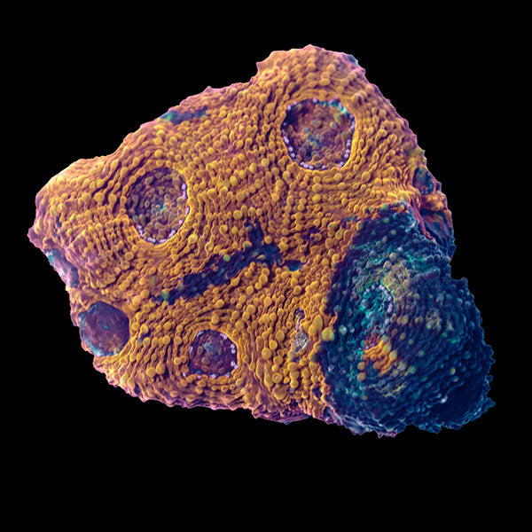 Biota Orange Acan Echinata frag