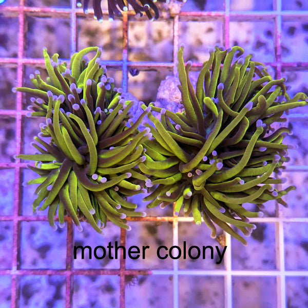 Biota Green Torch with Pink Tips frag