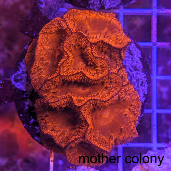 Biota Red Blastomussa frag