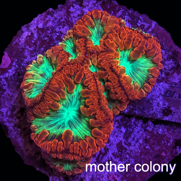 Biota Lime Center Blastomussa frag