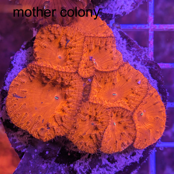 Biota Red Blastomussa frag