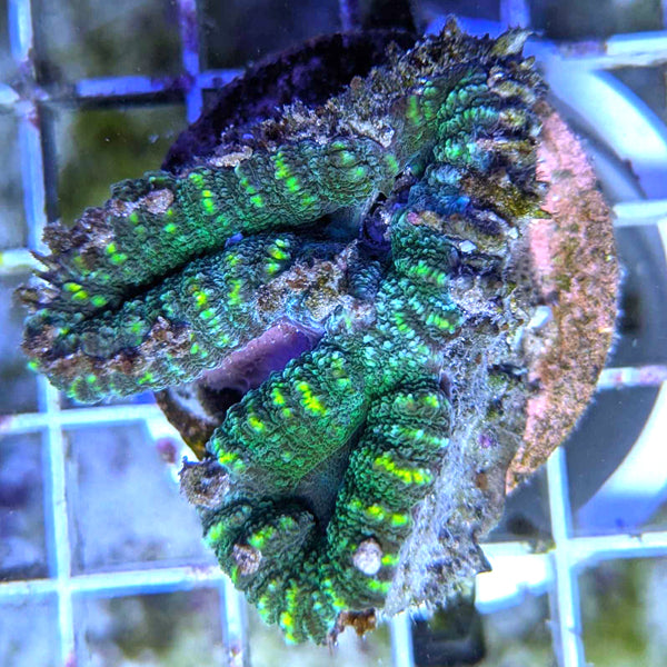 Biota Palau Lobophyllia