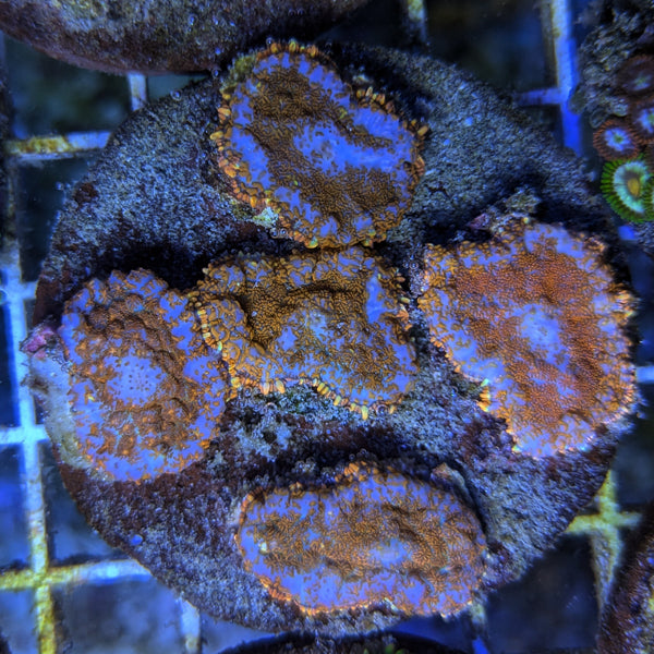 Pacific Dawn Mushroom One Polyp