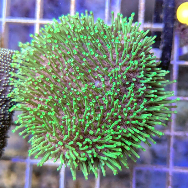 Sulawesi Neon Green Toadstool Coral