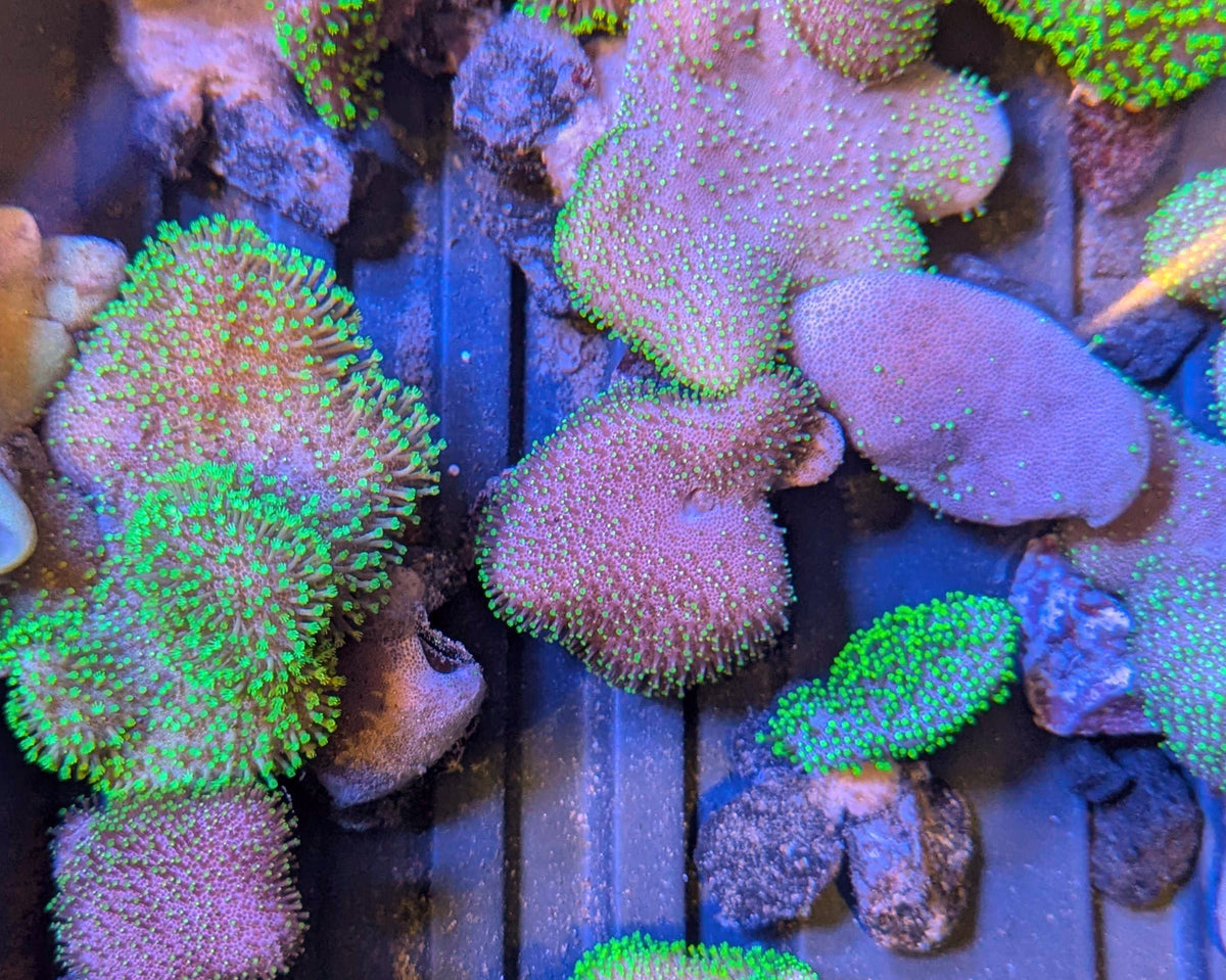 Neon Green Toadstool Coral