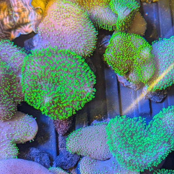 Neon Green Toadstool Coral