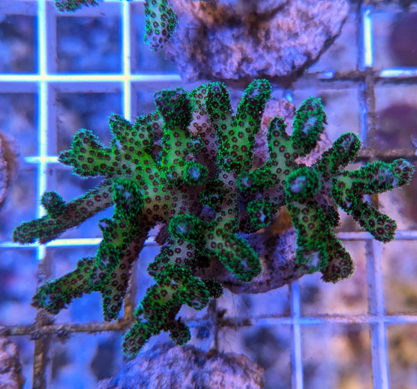 Biota Green Birdsnest Coral frag