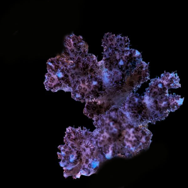 Biota Palau Pocillopora