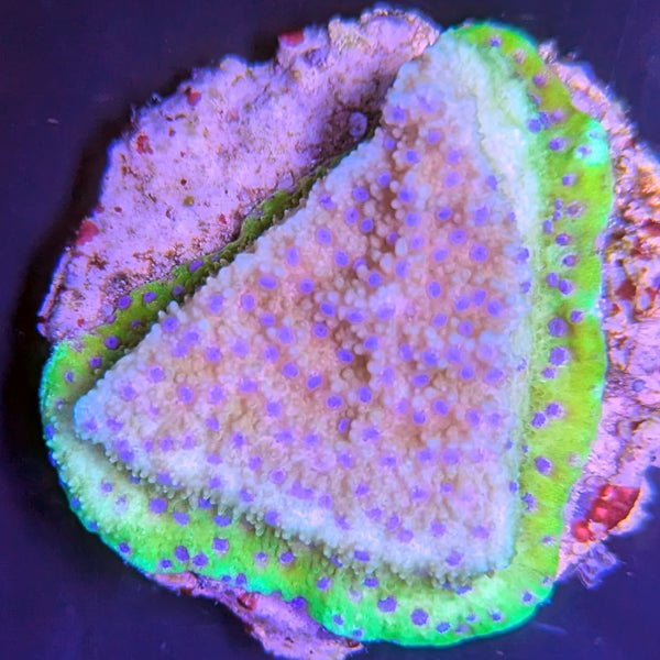 Biota Palau Elilai Montipora Frag