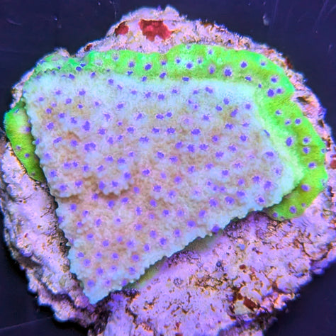 Biota Palau Elilai Montipora Frag