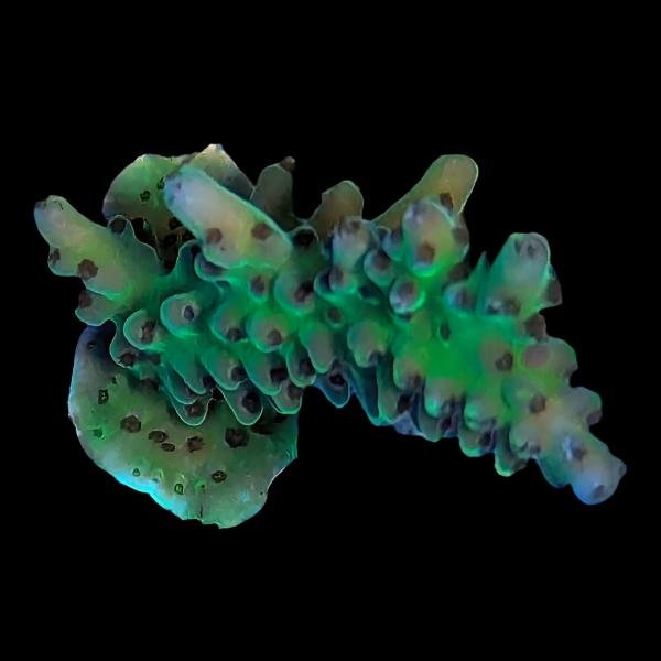 WYSIWYG cultured Palau Acropora 17